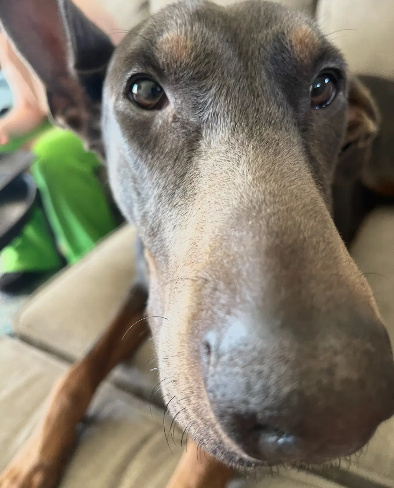 Maggie Adoption Pending - Doberman