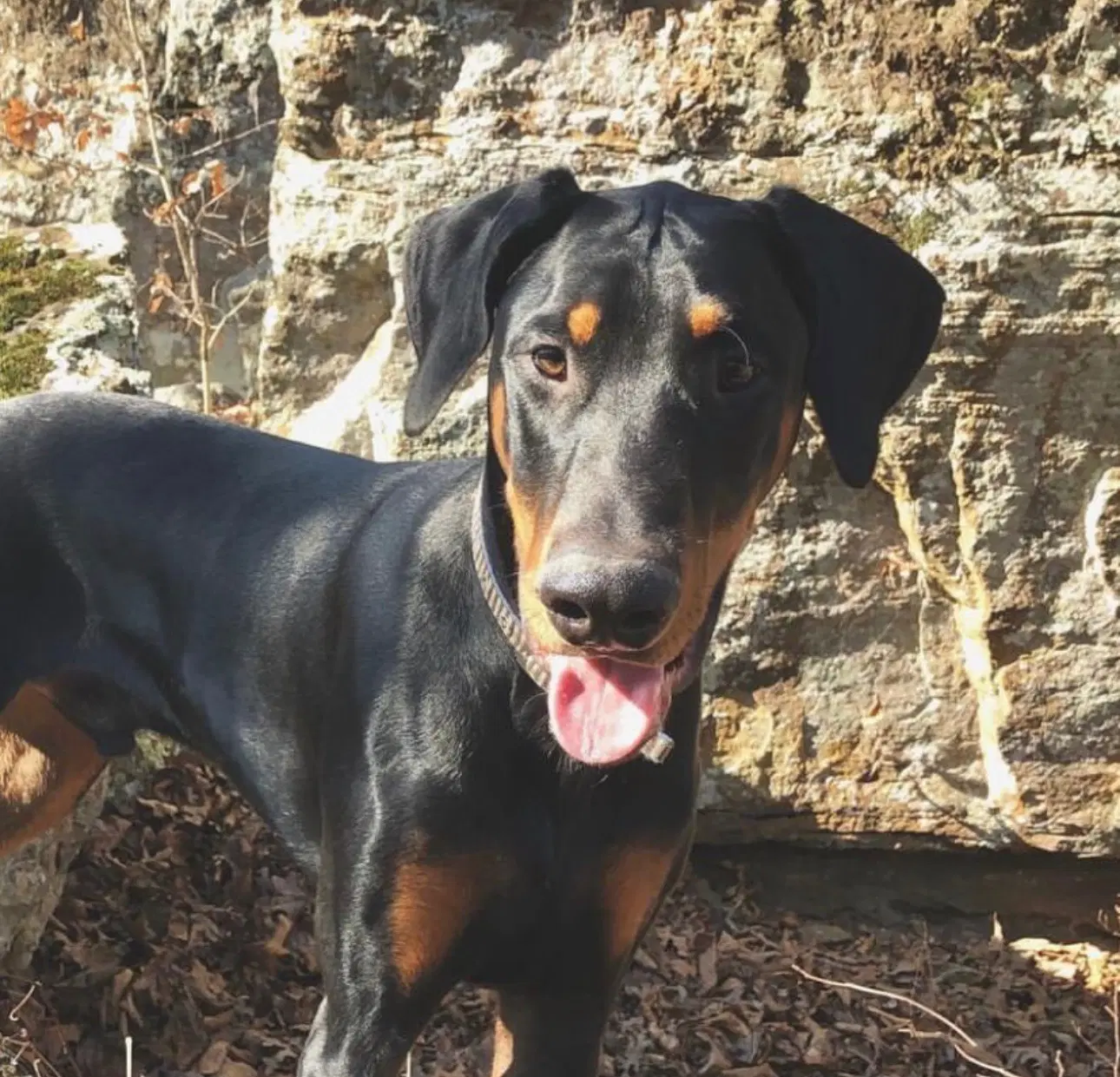 Benny Adoption Pending - Doberman