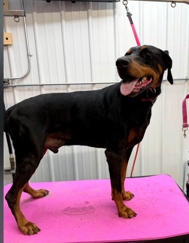 Benny Adoption Pending