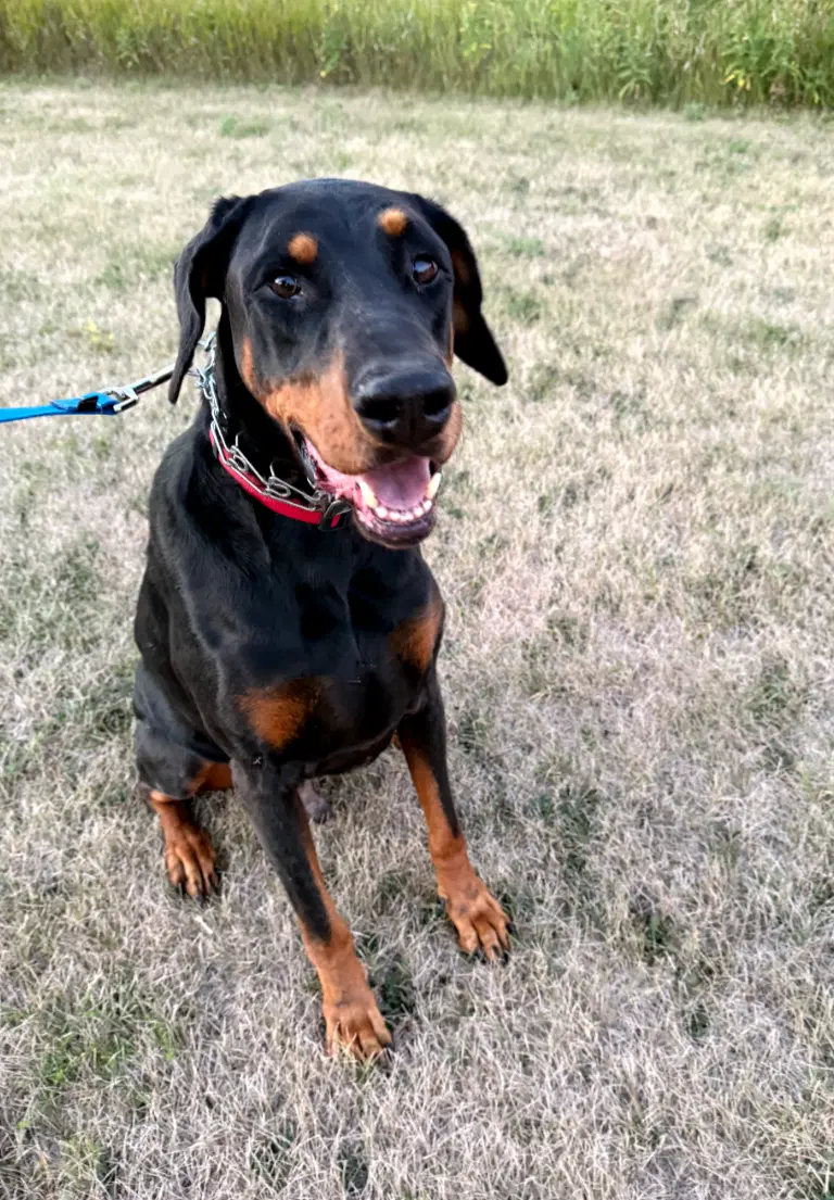 Benny Adoption Pending image 3