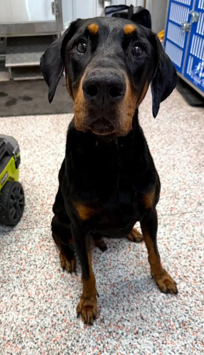 Vinny Foster Needed - Doberman Pinscher