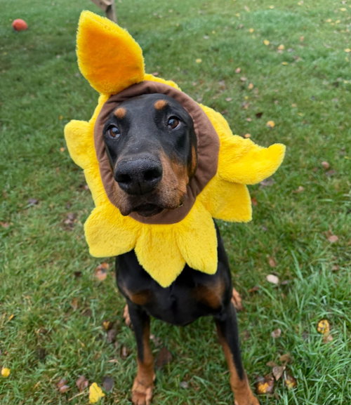 Vinny Foster needed!, a dog for adoption from United Doberman Rescue