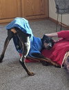 Zephyr Adoption Pending!