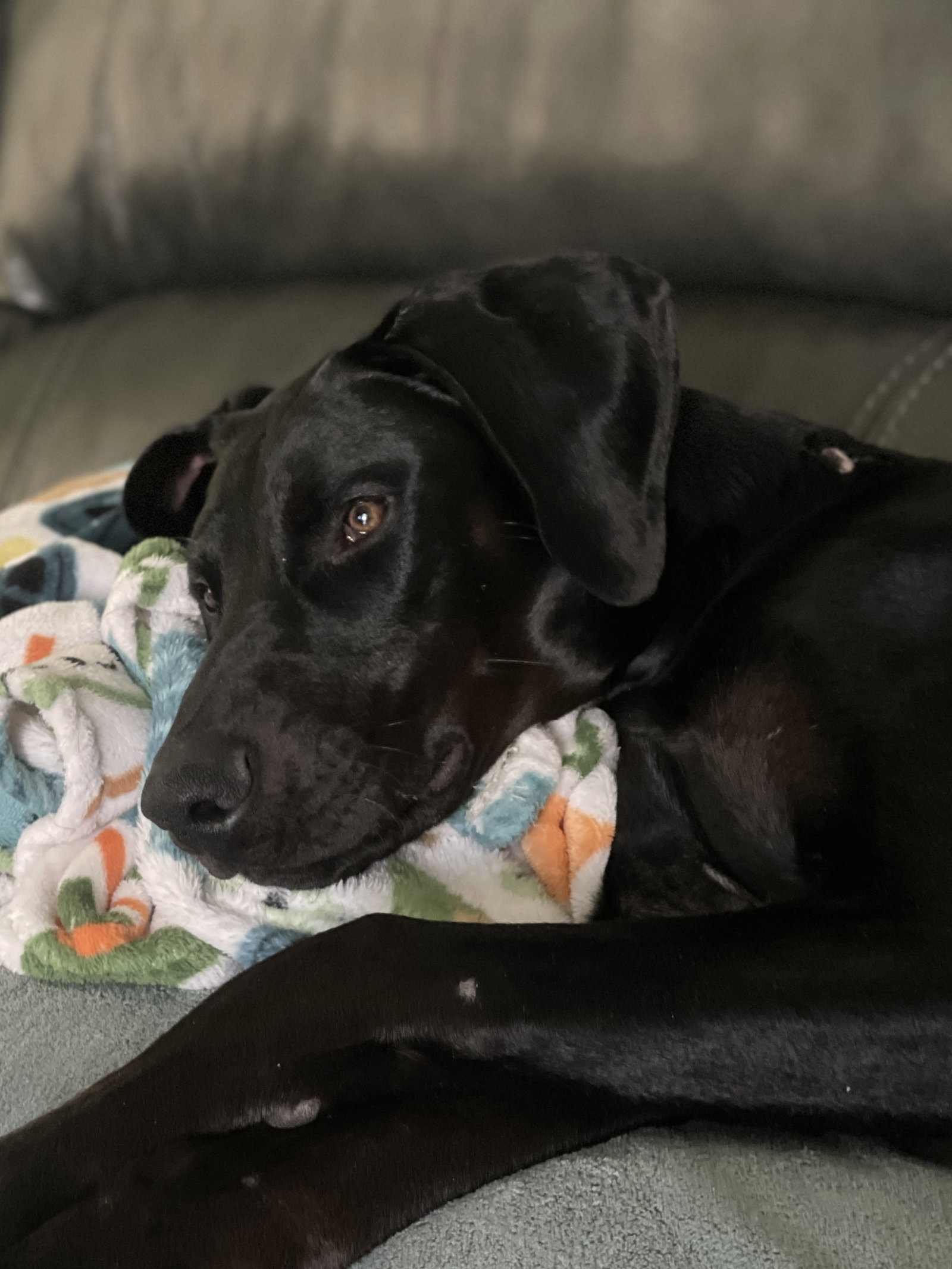 Onyx, photo 13