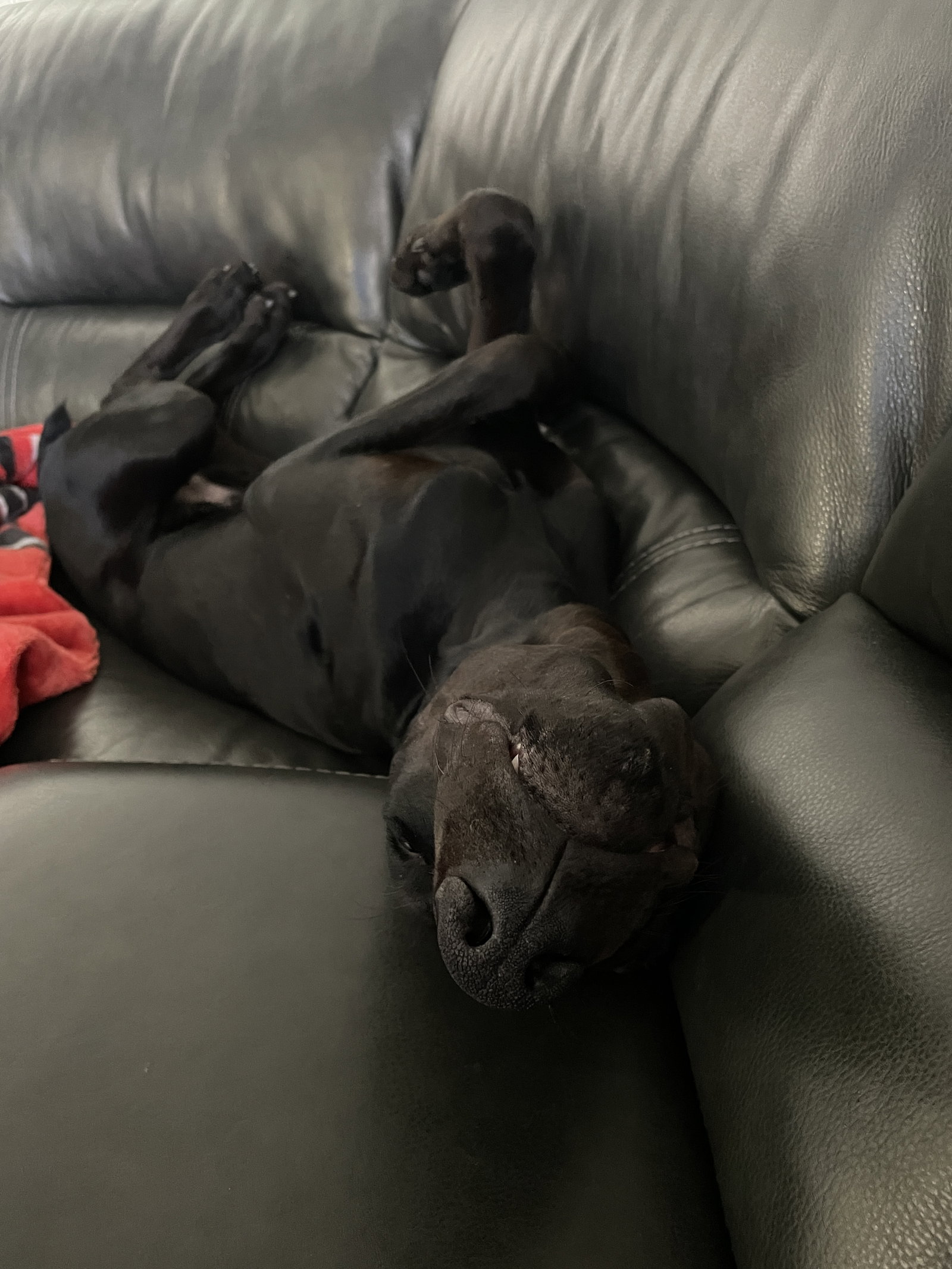 Onyx, photo 14