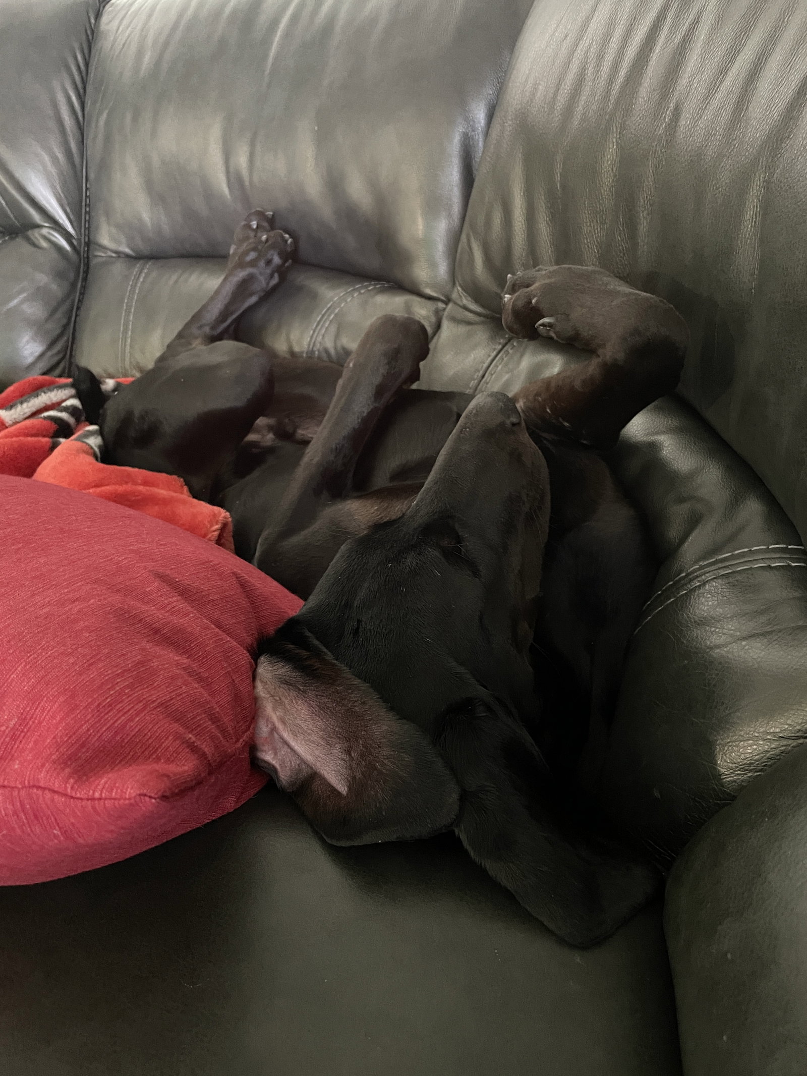 Onyx, photo 16