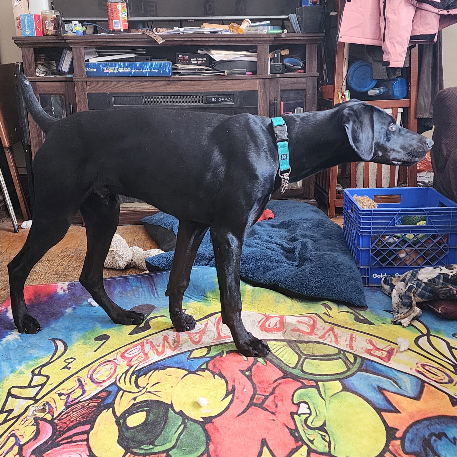 Onyx, photo 17