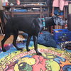 Onyx