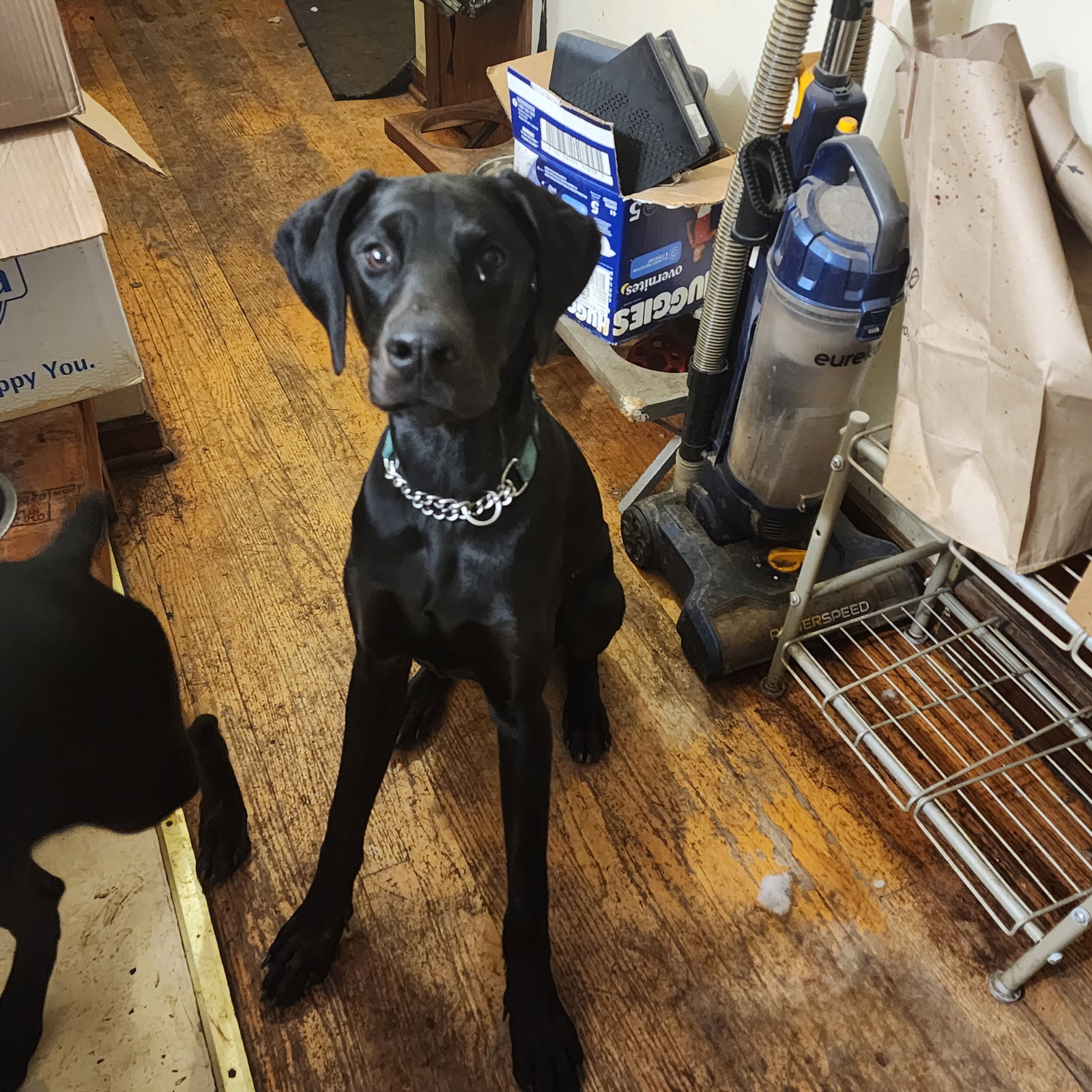 Onyx, photo 18