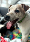 Otis Foster Needed!