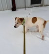Otis Foster Needed!