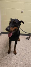 Duke Foster Needed!