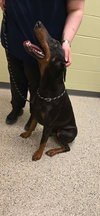 Duke Foster Needed!