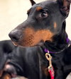Duke Foster Needed!