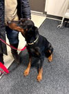 Duke Foster Needed!
