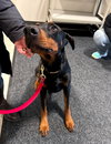 Duke Foster Needed!