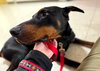 Duke Foster Needed!