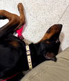 Duke Foster Needed!