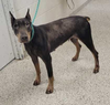 Nellie Foster Needed!