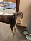 Nellie Foster Needed!