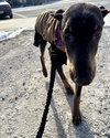 Nellie Foster Needed!