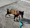 Nellie Foster Needed!