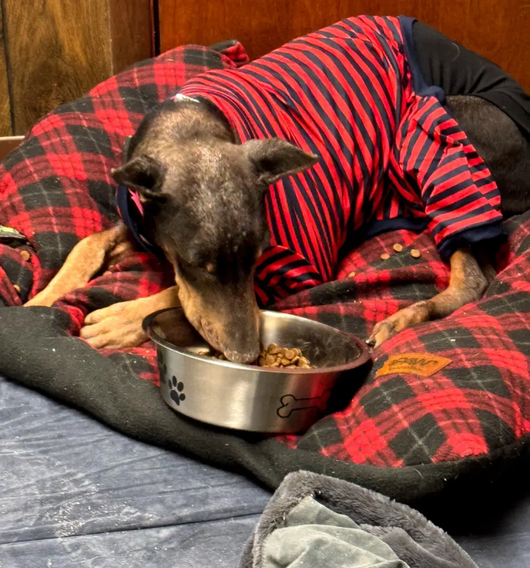 Nellie - Doberman Pinscher