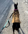 Nellie Foster Needed!