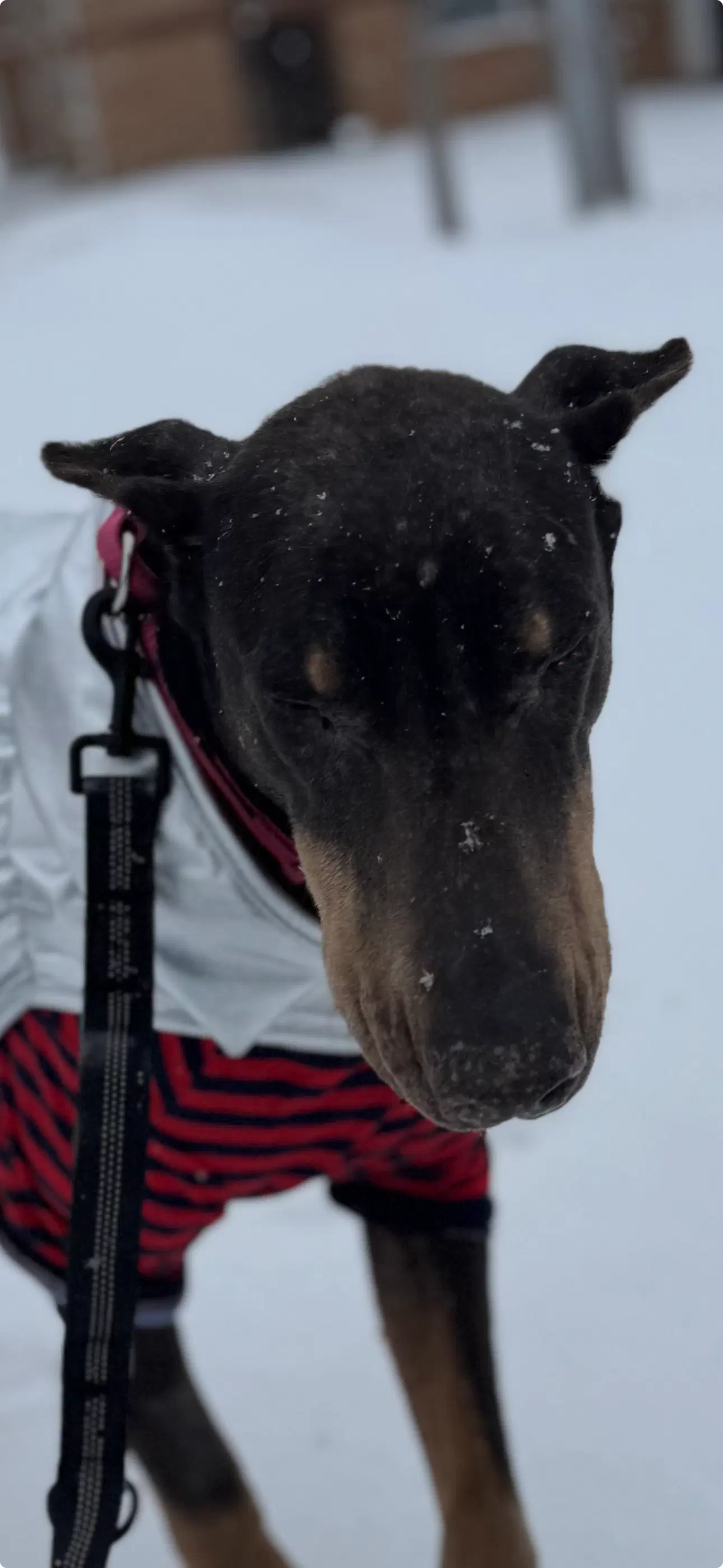 Nellie image 4