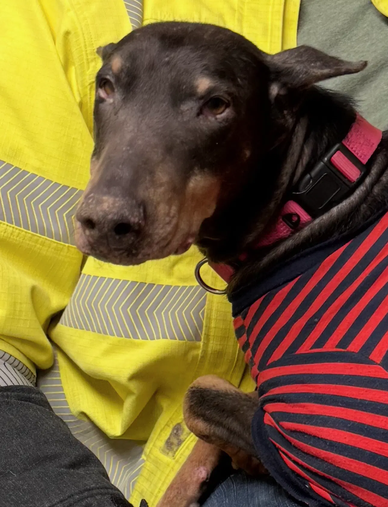 Nellie image 2
