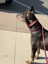 Nellie