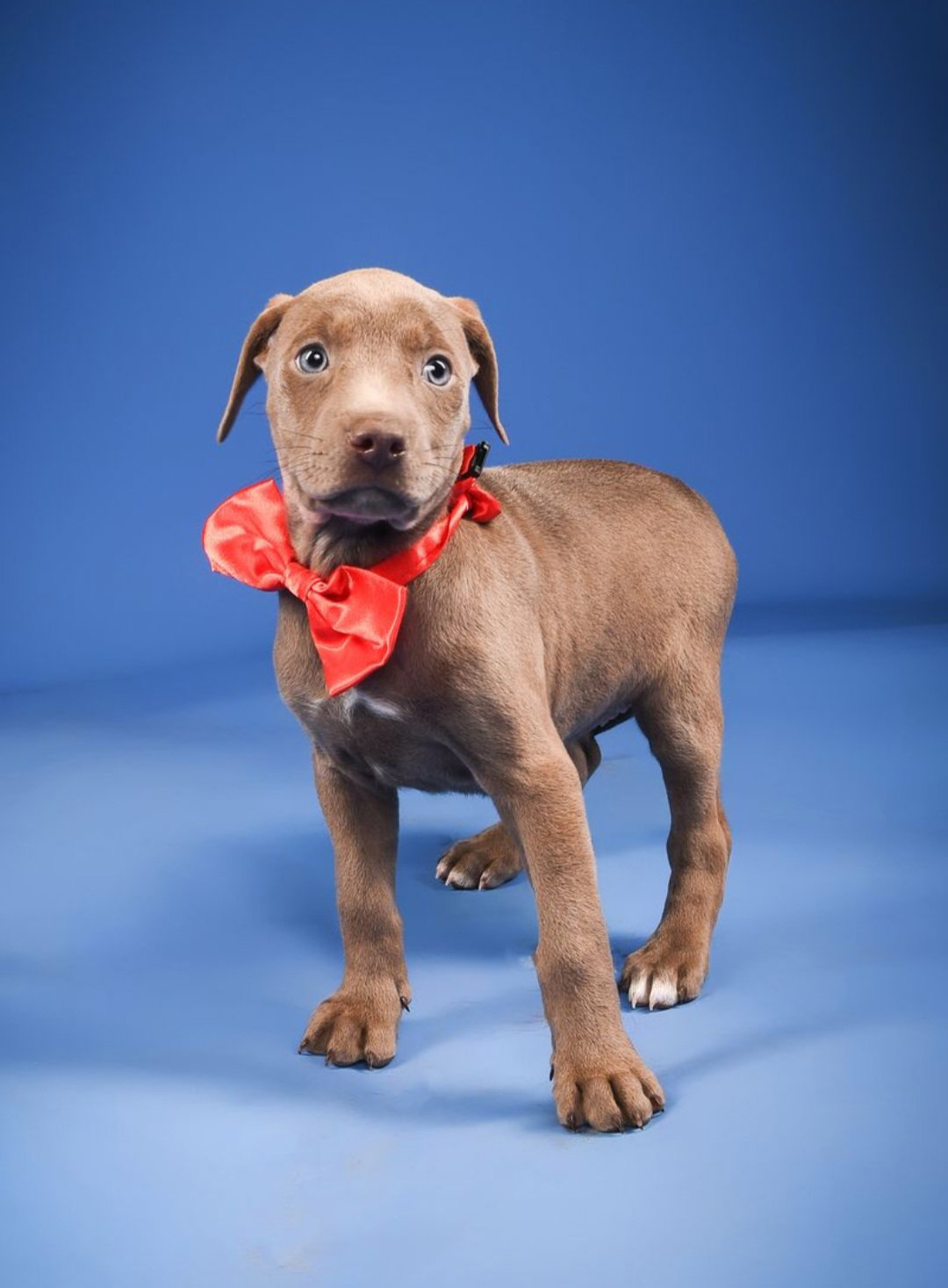 Sylvia-adoption pending! Image