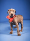 Sylvia-adoption pending!