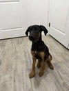 Stella