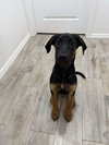 Stella