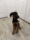 Stella