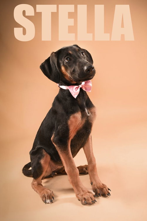 Stella Adoption Pending!