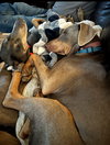 Titan Foster Needed!