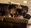 Titan Foster Needed!