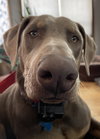 Titan Foster needed!!