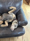 Titan Foster needed!!