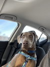 Titan Foster needed!!