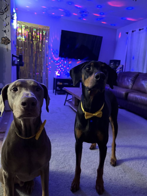 Titan Adoption Pending photo 2