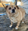 Pedro- adoption pending!