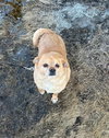 Pedro- adoption pending!