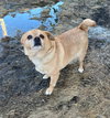 Pedro- adoption pending!