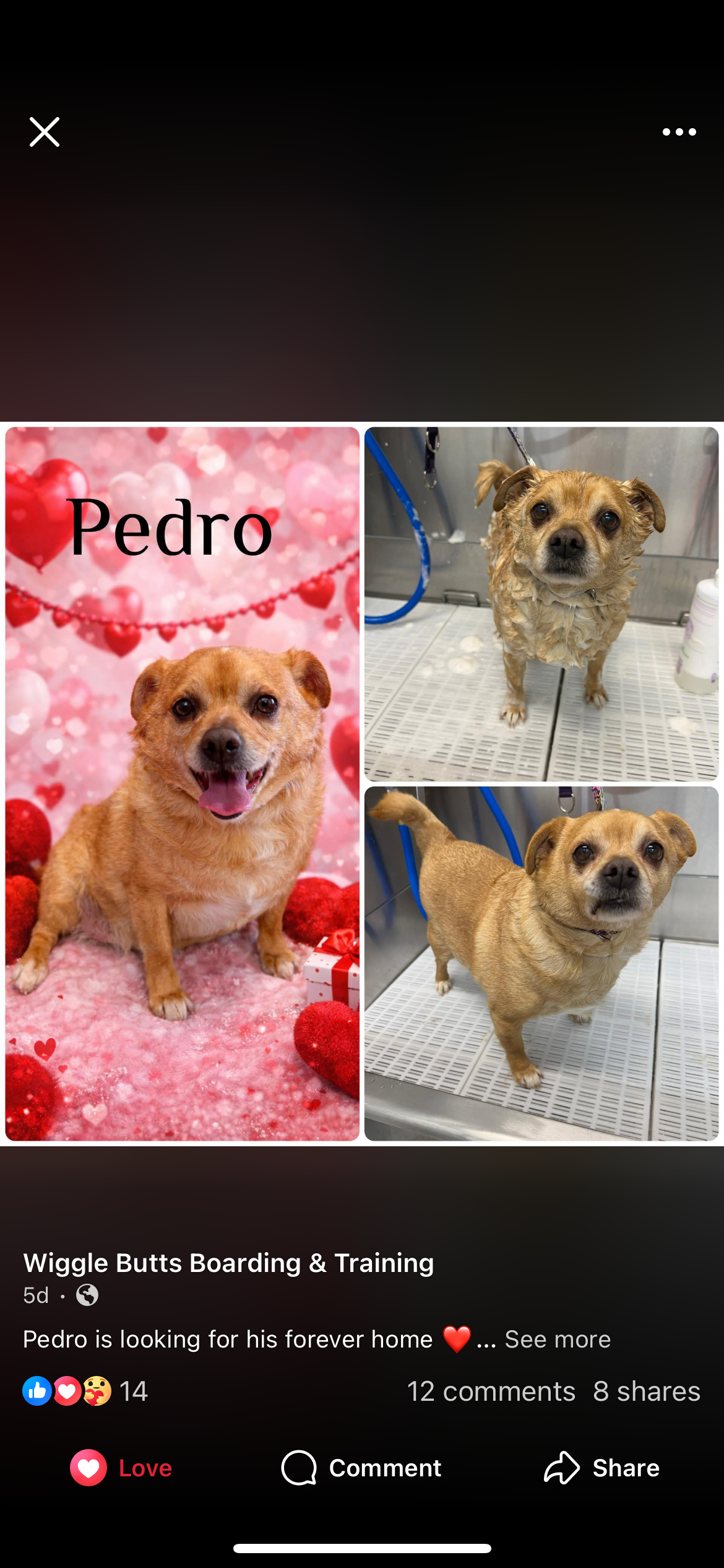 Pedro