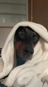 Gypsy