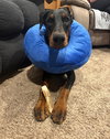Trooper Adoption Pending!
