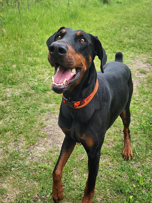 Dior-Adoption Pending!, an adoptable Doberman Pinscher in Buffalo, MN